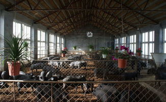 妊娠中期猪只精细饲养，确保健康生产