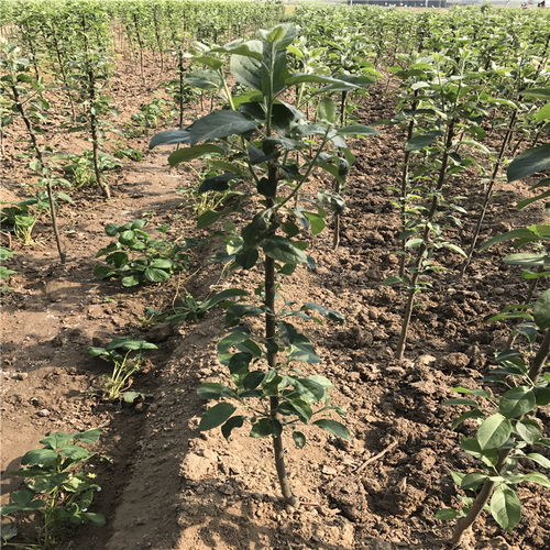 红富士苹果：甜美的果实