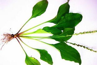 车前草的药用价值