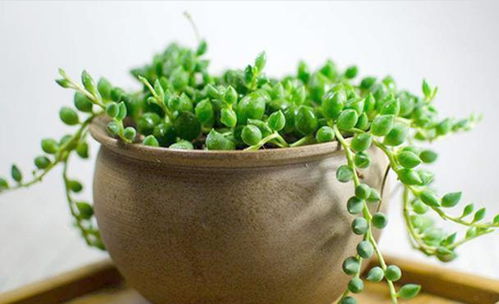 天宝花喜光照，耐寒