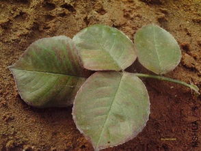 土壤干旱：月季的“口渴”问题