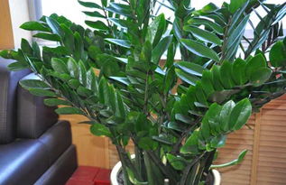 金钱树浇水那些事儿