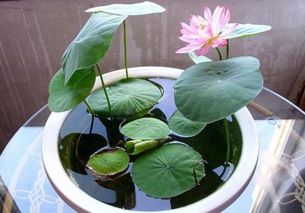 碗莲发芽后如何正确种植在花盆里？种子种植方法有哪些注意事项