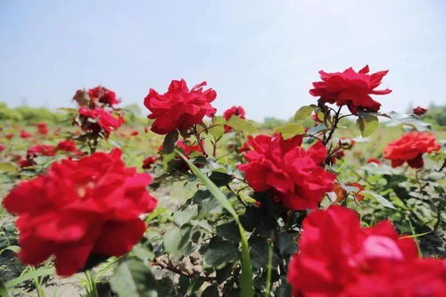 月季小镇盛装待发，国庆假期约吗？