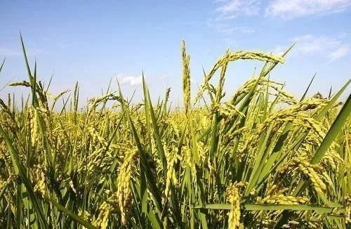 二、必备农药大盘点