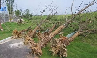 春季栽树，树穴挖得好，树木长得好！