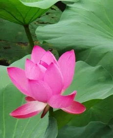 荷花， 夏日里的精灵