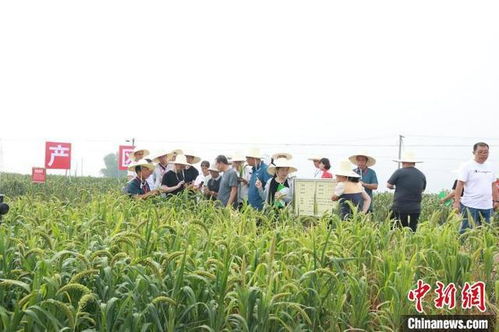 小米种植技术：在特定气候和土壤条件下
