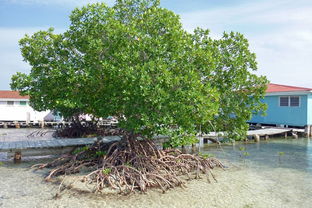 桂花树的价格，五公分桂花树大概多少钱？