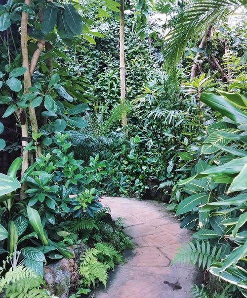 其他带刺的树木