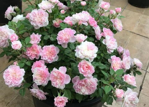 蔷薇换盆的具体步骤