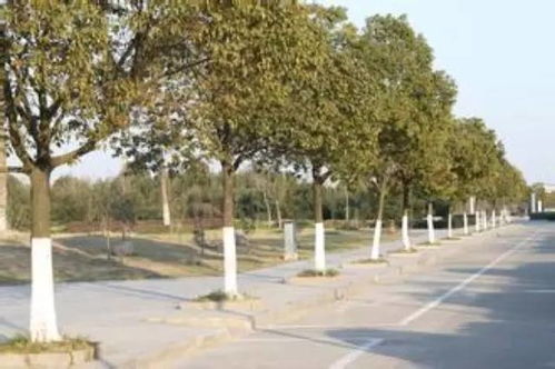 树木管理与防寒措施