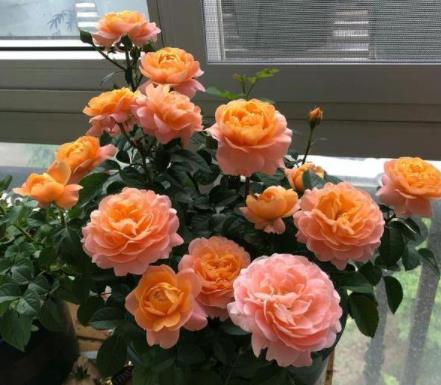 月季花，秋天的美丽使者