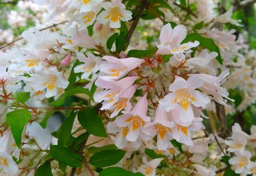 苗木市场的多样品种，你了解多少？