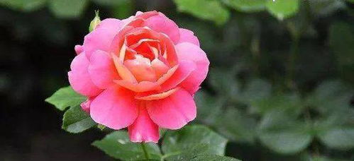 月季：花中皇后