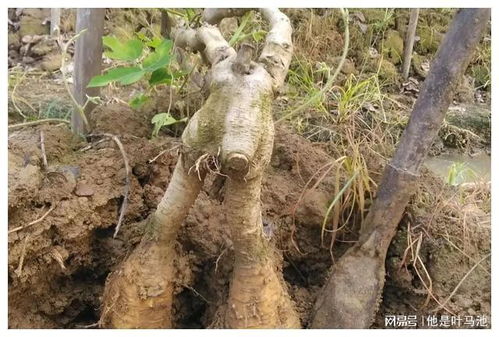 葛根藤的药用之美