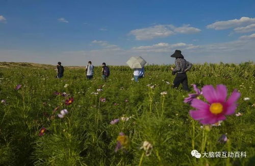 沙漠里的秘密花园：揭秘沙中开花的植物