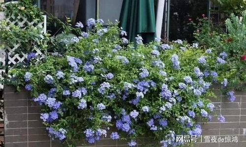 六、 蓝雪花：北方封闭阳台的清凉使者