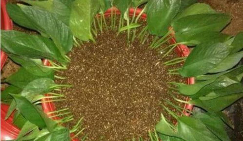 花卉扦插， 一片叶子也嫩创造奇迹