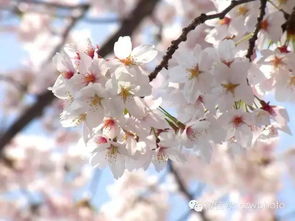 樱花开放的季节是几月？这份赏花攻略