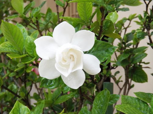 栀子花怎么栽才能不死？