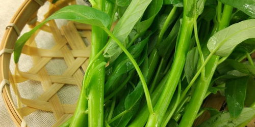 黑鱼性寒，体质虚弱、脾胃虚寒者不宜食用