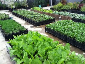 农村种菜，选啥菜好？90后种植日记