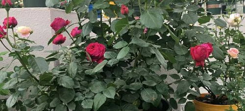 月季不开花的疑惑：是土壤问题还是病虫害在作怪？