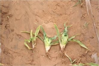 下雨对除草剂效果的影响