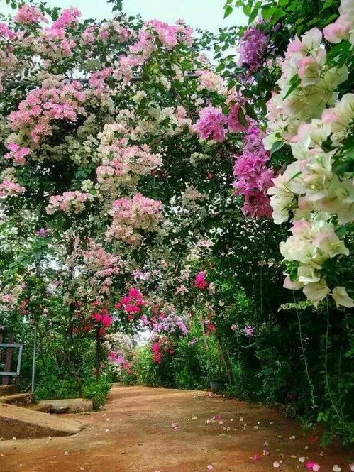 三角梅花期短怎么办