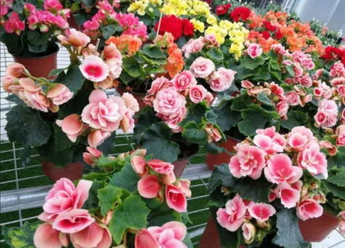 东北冬天养花， 三个关键点