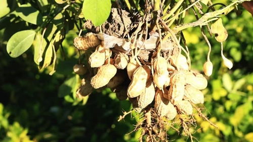 运城多种农作物种植推荐