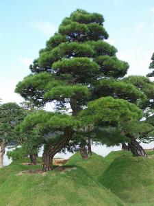 冷知识：黑松针叶自带