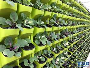 浇水， 紫阳花的生命之源