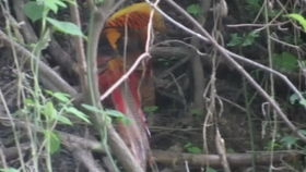 揭秘铁树生存之谜：淋雨考验下的科学实验结果