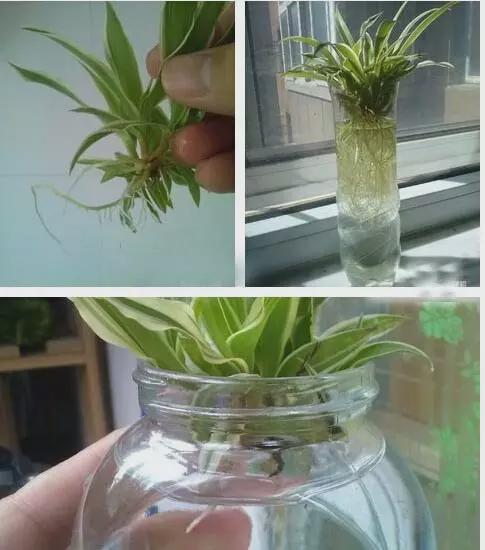 吊兰移植新盆，需掌握正确上盆方法