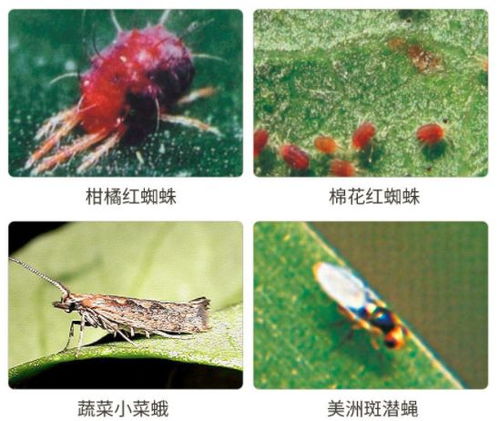 kan虫认脸， 了解甲维盐的结构与特点