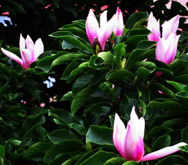 睡莲花：季节的温柔诗篇