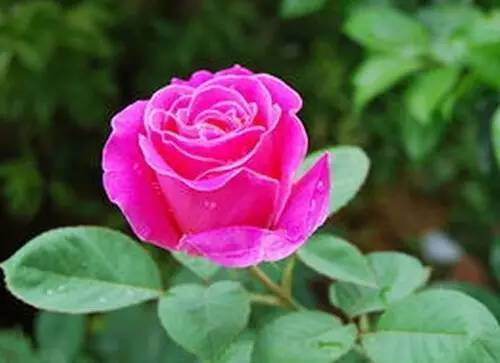 月季花如何浇水？浇水量和频率有讲究吗