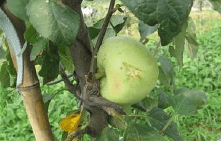 甲维盐：害虫的克星， 果农的福音