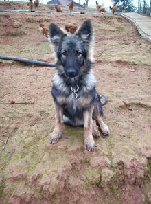 如何养殖狼狗以促进其健康成长与强壮体魄？