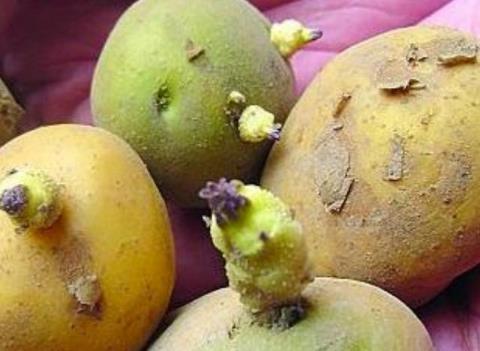 发芽的生姜、大蒜、洋葱是否还能食用