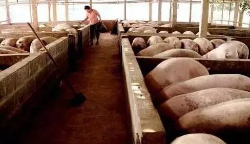养猪人留意，猪场生猪突发死亡