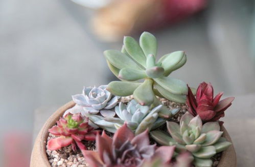 心灵修行：养多肉也是一种艺术