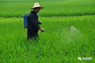 环保替代品：我们的希望之光