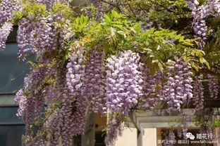 紫藤树种植，浪漫时刻！