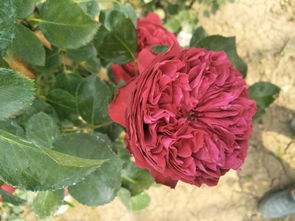 水分，月季成长的助推器