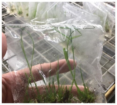 留茬黄金比例和傻瓜式追肥法