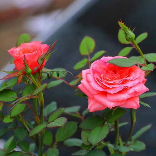 8、 季节的选择：春、秋两季的秘诀