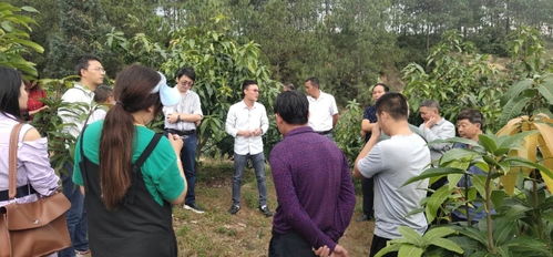 梁坤带领村民养鹅，探索致富新路径